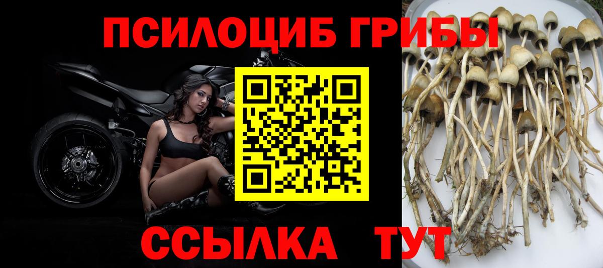 Псилоцибиновые грибы Cubensis  Вход с VPN  Псилоцибиновые грибы Magic Shrooms  Новоалександровск 